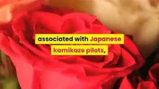 The Symbolism of the Cherry Blossom & Meaning