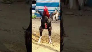 kaki dega