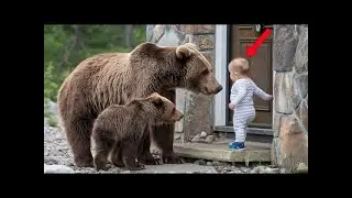 Mother Bear with Cubs Beg this Baby to be Let into the Home  What Baby did Put everyone in Tears 😭