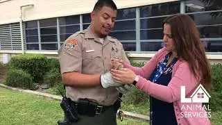 LA Animal Services    we are here to help  Covid 19 promo