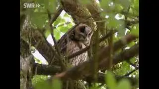 Der Schwarzwald - &Uuml;berleben nach dem Sturm