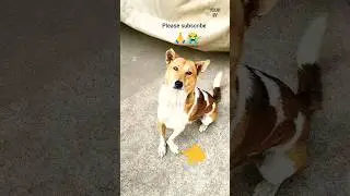 Heroic Dogs Who Saved Lives 🙏😭 #shorts #dogs