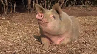 Sanctuaire 269 Lib&eacute;ration animale : espace de r&eacute;sistance et de reconqu&ecirc;te