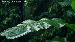 Jungle Rain on Giant Leaves &ndash; Looping ASMR Nature Scene