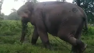 Elephant in the Jungle: Majestic Wildlife Moment Caught on Camera