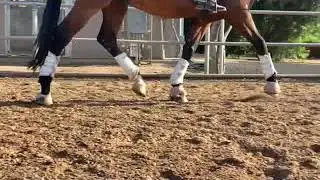 dressage arena foam footing