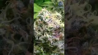 &iquest;C&oacute;mo aumentar la producci&oacute;n de TRICOMAS y TERPENOS de la MARIHUANA?