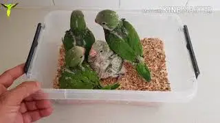 ببغاء كويكر                                                   muis parkeren  
ببغاء الراهب