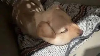 Tiny Puppy Wandered the Streets W/ Her Face Swollen Like a Balloon, Desperate For Help [STORY BELOW]