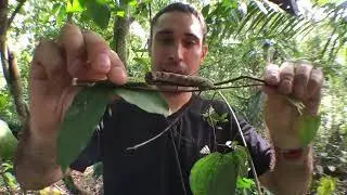 This snake mimic caterpillar is so cool