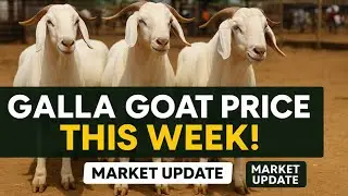 Galla Goat Market Prices in Kenya: Week 17 Update!