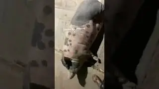 Eye boop #asmr #pig #animals #funny #cute #cuteanimals #piggy