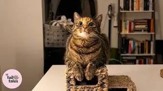Lilith 🐱 The Tiny Kitten Who Became the Boss of the House