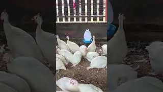 White Guinea Fowls: Lovely & Economical Farm Birds, Bird, Chicken, Pet, Cute, Egg, #chickenlovers