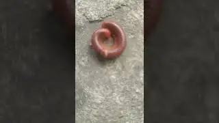 🌀 Millipede Defense Mode | Amazing Nature Behavior Close-Up!