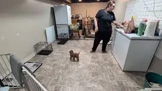 Premier Puppy Teddy Week 2 