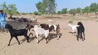 Goat meeting video clip goat meet #animallovers #goatlandfarm #goatfarming 