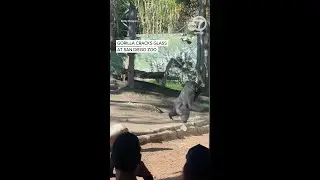 Gorilla slams into glass at San Diego Zoo, video shows