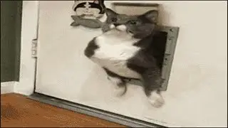 Funny Fat Cats vs Doors - Fat cat stuck in door compilation