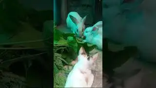 salah circle #anabul #kelinci #rabbit #duakelinci #kitten #kucing
