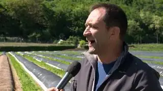 ZAMBANA, VALLE DELL' ADIGE: NELLE TERRE DELL' ASPARAGO BIANCO
