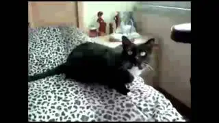 Singing Cats of Cydonia