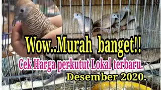 REVIEW HARGA PERKUTUT LOKAL TERBARU‼️kios tipar Cakung.