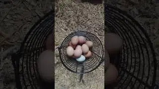 Egg-citing Harvest: Basket Filled to the Brim with Today's Bounty! 🥚🧺🌼 #farmfresheggs #chicken
