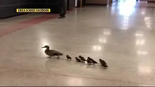 Ducks wander through Bozeman High School