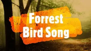 Forrest Bird Song - Over an hour of relaxing natural sounds and tinnitus relief