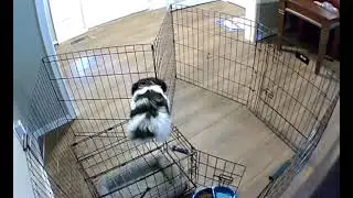 Smart Dog Escapes Cage Brilliantly - 1319722