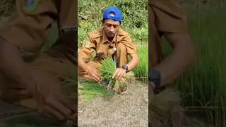 Anak Caping Belajar Mengikat Bibit Padi #anakcaping #penyuluhpertanianlapangan #padi