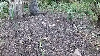 Groundhog close-up