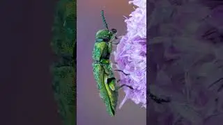 Incredible metallic wood-boring beetle