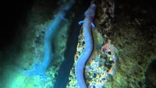 Proteus Anguinus 