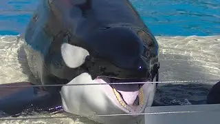 Orca Encounter (Full Show) Oct 16, 2020 - SeaWorld San Diego