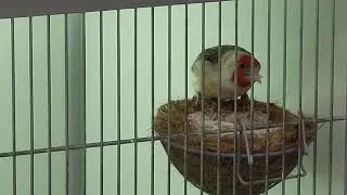 Carduelis carduelis major 2022 lęgi ,kweek majoor putters januszholandia@gmail.com