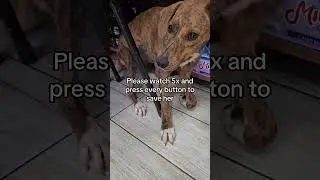 Hit and left behind A heavy blow to thehead. Blood, Pain, #dog #shorts @YouTube @snoopdogg