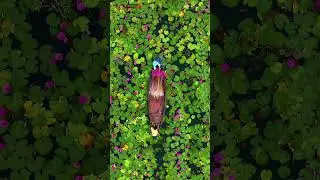 #shapla #waterlilies #bangladesh #droneview #rural #nature #boat #harvest #flowers #village #river