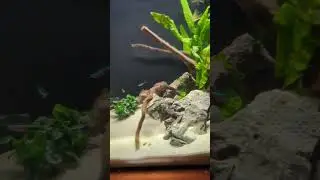 recently set up 15 gallon flex #fluval #planted #tetra #aquascape