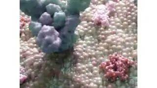 Corona whatsapp status tamil