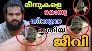 the most danger fish killer || Guppy fighter fish killer || ടാങ്കിലെ മീനുകളെ കൊന്ന് തിന്നുന്ന ജീവി