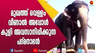 പാപ്പന്റെ ഒറ്റ തലോടലിൽ ശാന്തനാകുന്ന പാറമേക്കാവ് പദ്മനാഭൻ | Paramekkavu Pathmanabhan