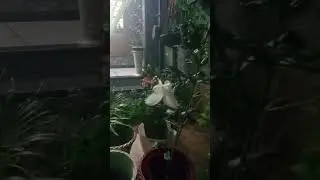 Night flowering plants #