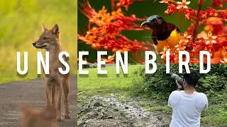 The Rare Bird | Konkan | wildlife photography vlog