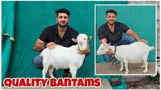 Top Most Quality Bantam goats of Faiza Goat farm Devgaon Rangari Maharashtra