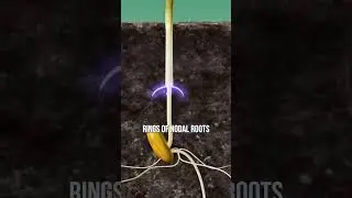 Learn how corn roots work.