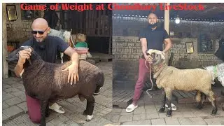 Choudhary LiveStock Palai Result|Best Breed Sheep forHeavy Weight|Merino Sheep|Vilayti|Turkey Dumba