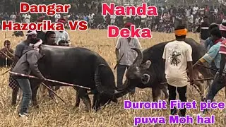 Moh juj Assam | Moh juj | moh juj 2025 | Morigaon moh juj | moh juj video
