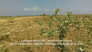 La Crau : une faune h&eacute;t&eacute;rog&egrave;ne forg&eacute;e par les troupeaux